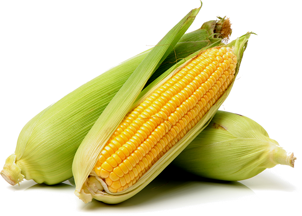 Bulk Maize Exporter Pakistan