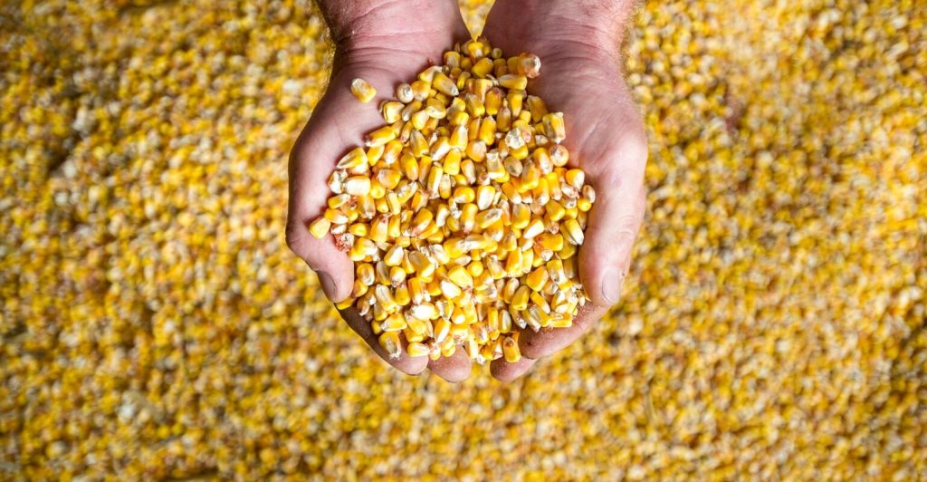 Maize Quality Assurance