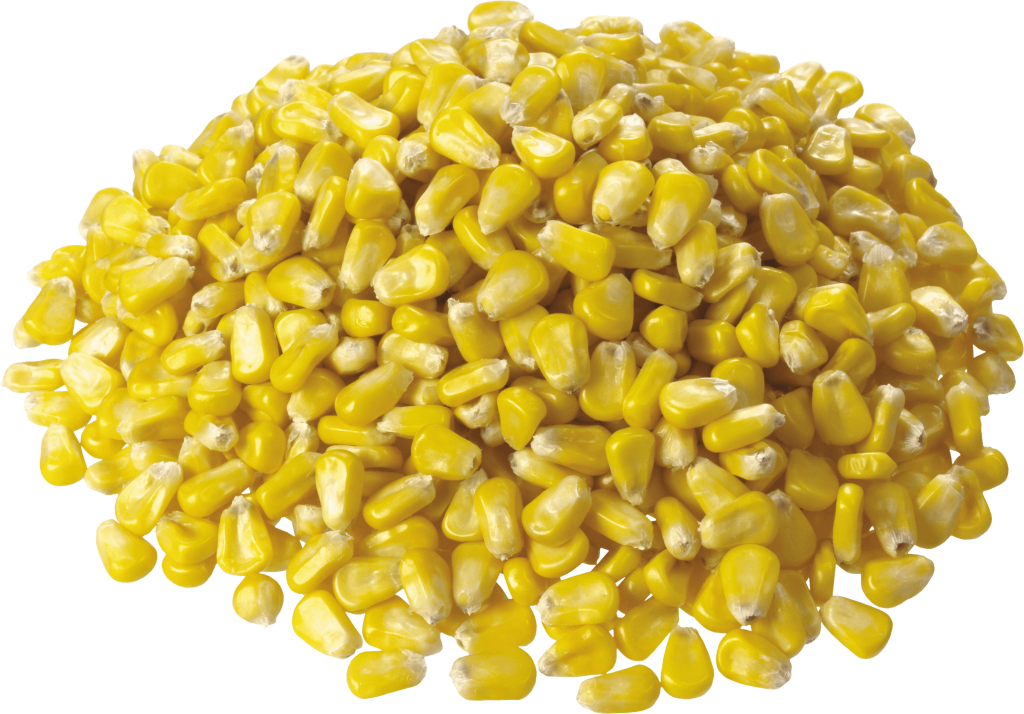 Premium Animal Feed Maize Suppliers