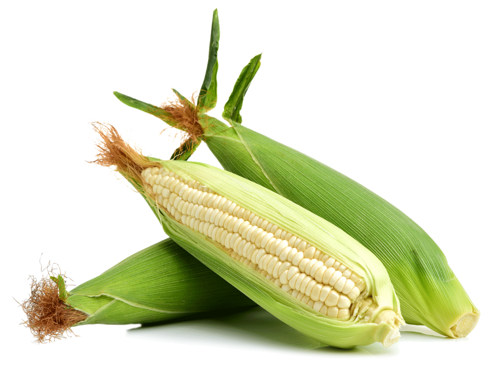 Premium White Maize Exporters from Pakistan