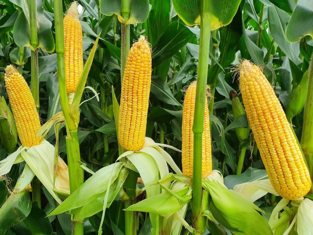 maize exporters
