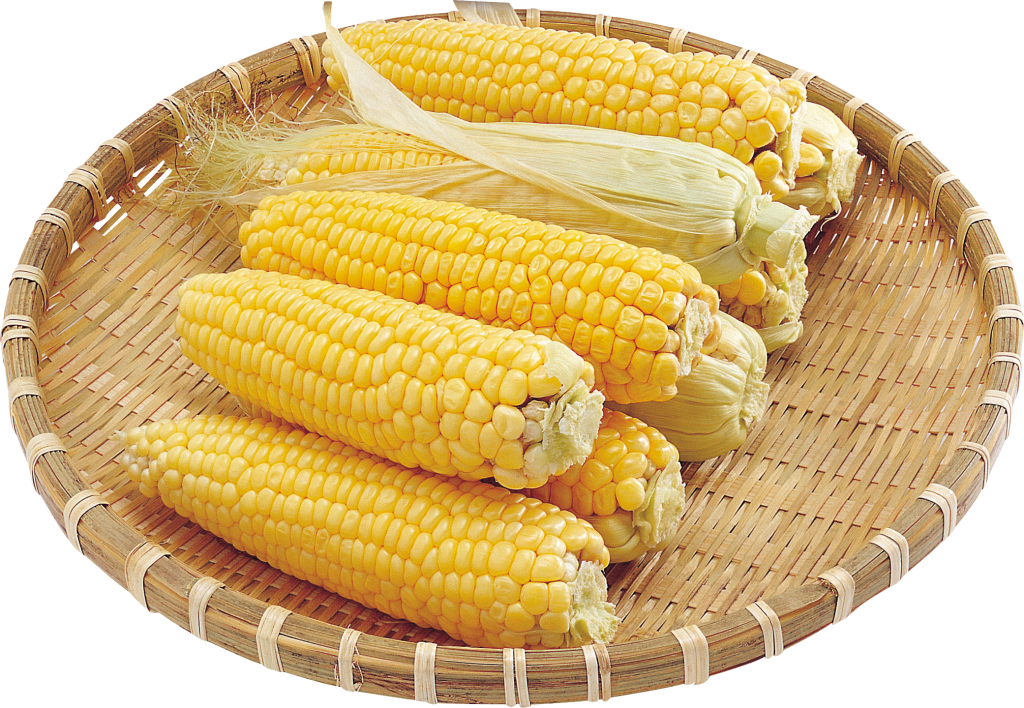 High-Grade Yellow Maize Supplier in Pakistan