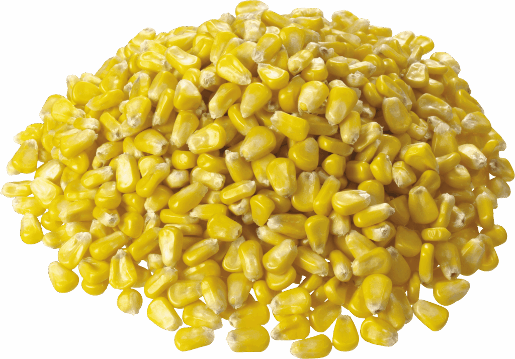 High-Protein, Low Moisture Animal Feed Maize Supplier in Pakistan